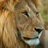 The Hauser Diet Lion Diet Type�