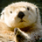 The Hauser Diet Otter Diet Type�