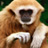 The Hauser Diet Monkey Diet Type�