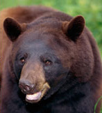 The Hauser Bear Diet Type